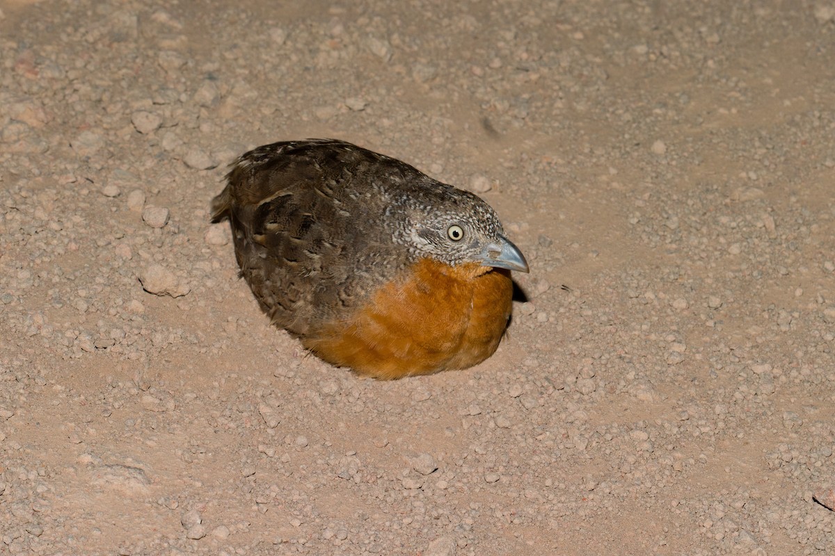 Red-chested Buttonquail - ML620476363