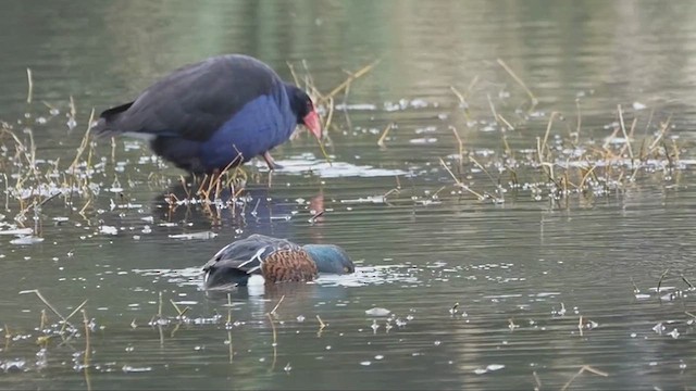 Australasian Shoveler - ML620476364