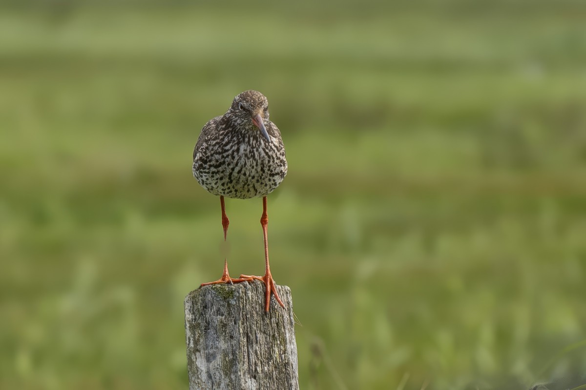 Common Redshank - ML620476366