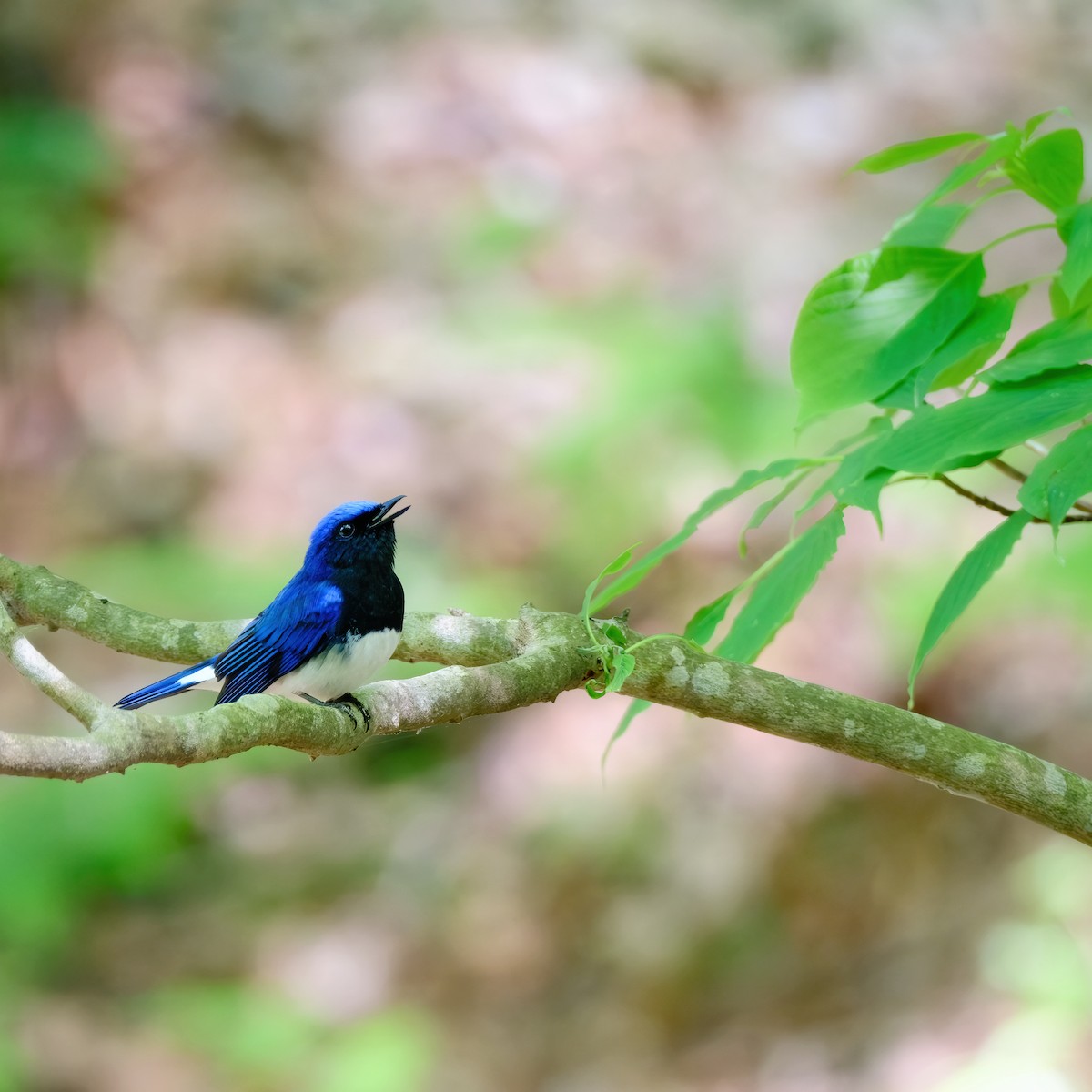 Blue-and-white Flycatcher - ML620476369