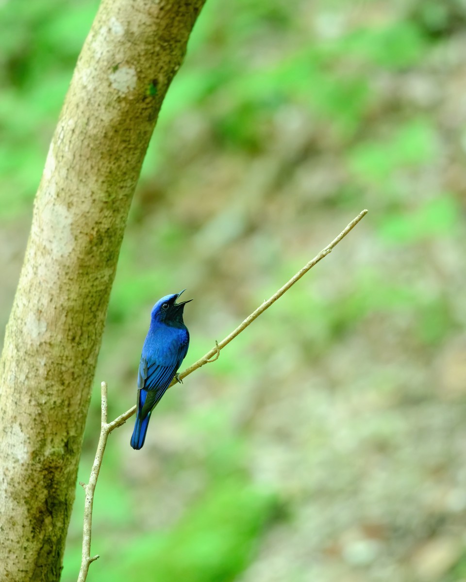 Blue-and-white Flycatcher - ML620476370