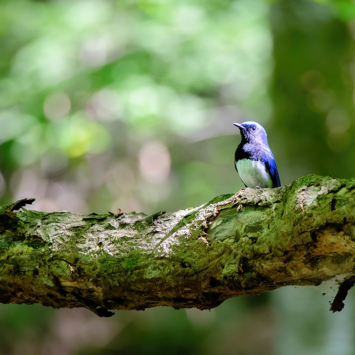 Blue-and-white Flycatcher - ML620476371