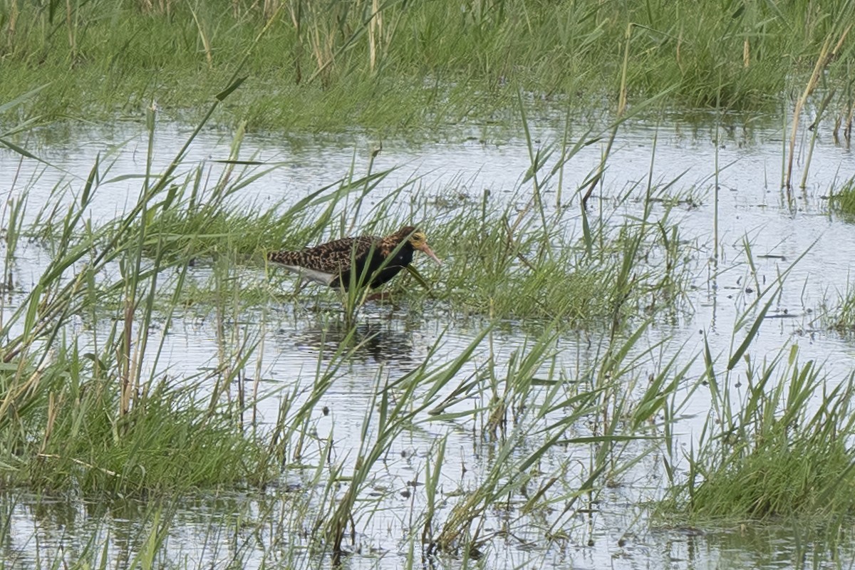 流蘇鷸 - ML620476373