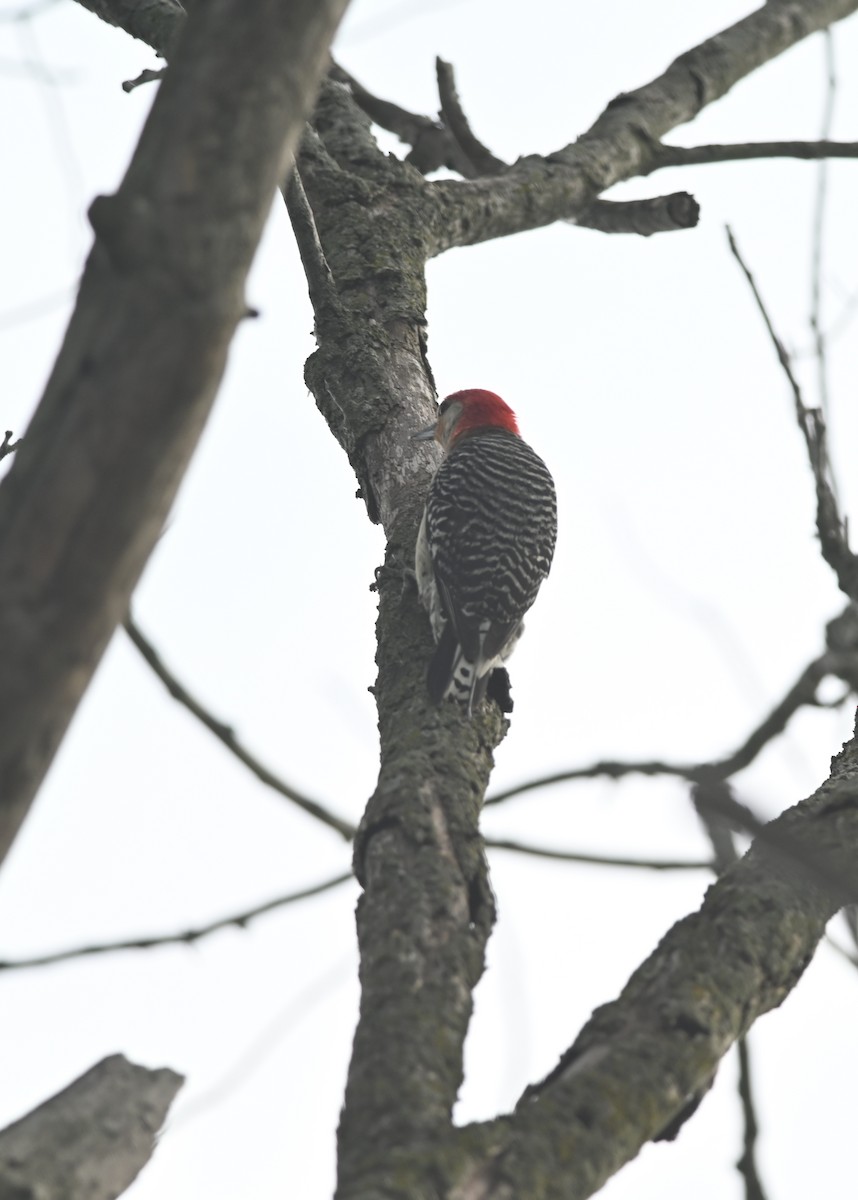 Red-bellied Woodpecker - ML620476377