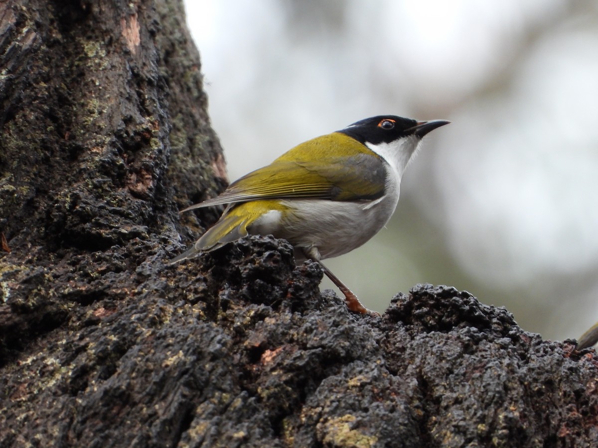 White-naped Honeyeater - ML620476381