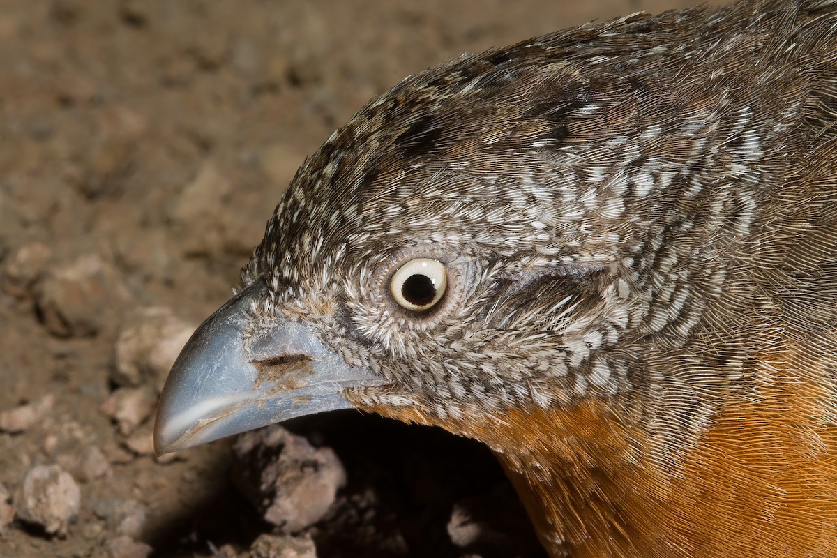 Red-chested Buttonquail - ML620476384
