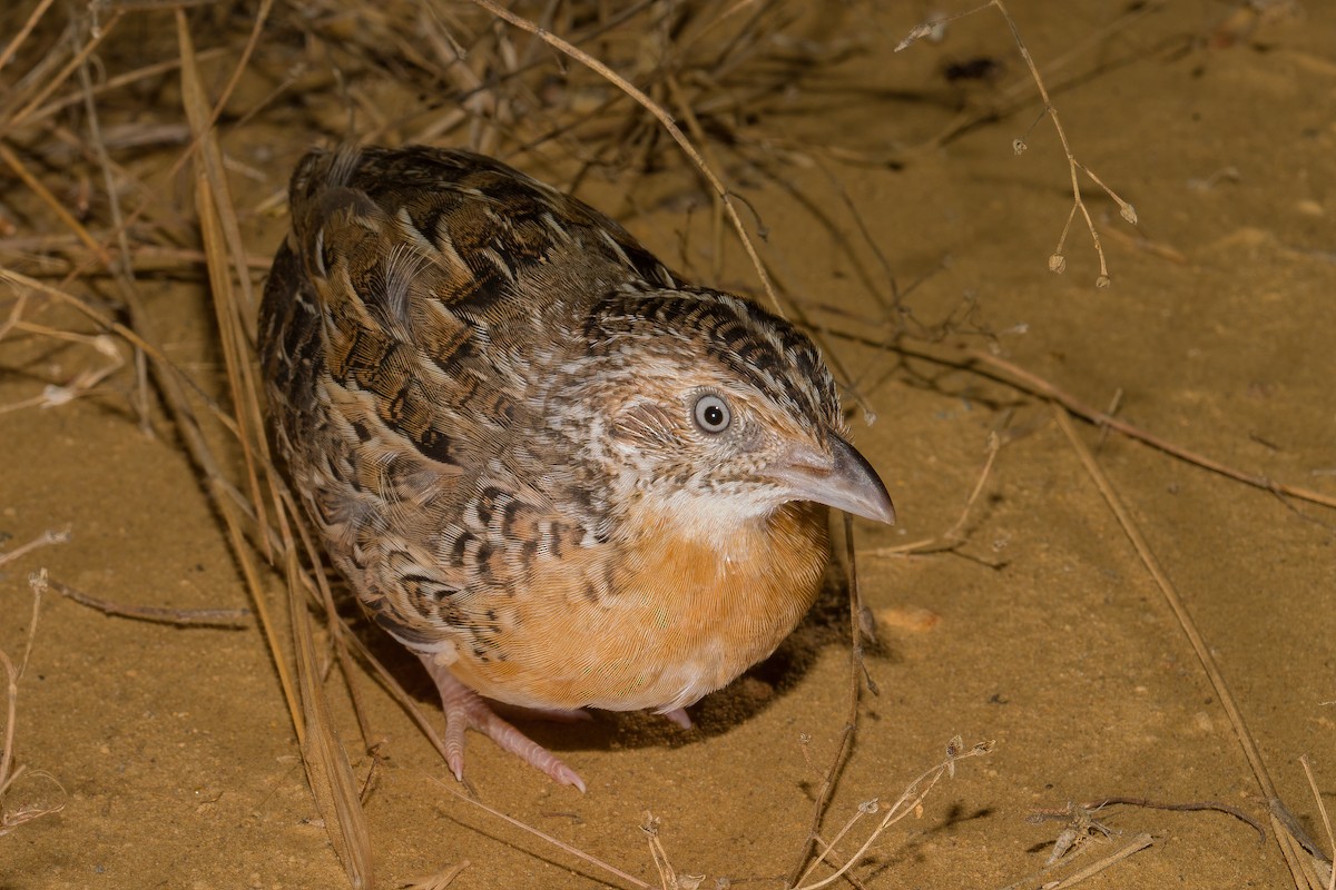 Red-chested Buttonquail - ML620476389