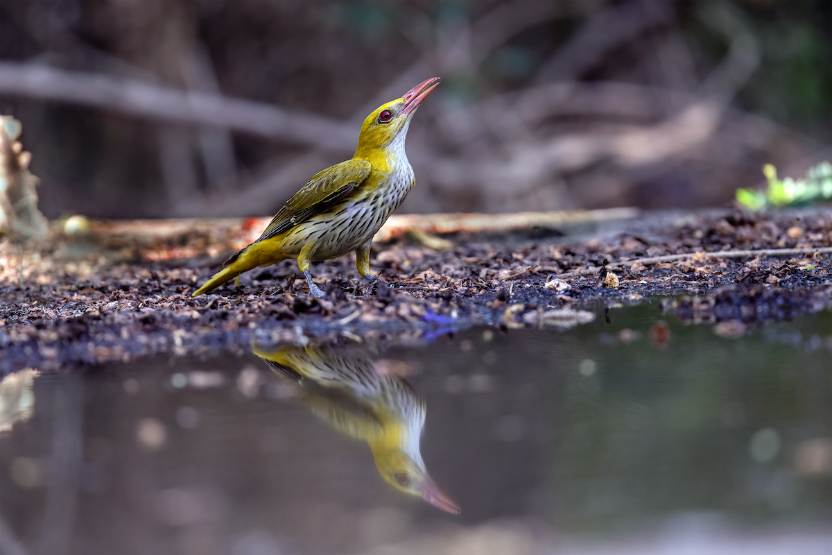 Indian Golden Oriole - ML620476390