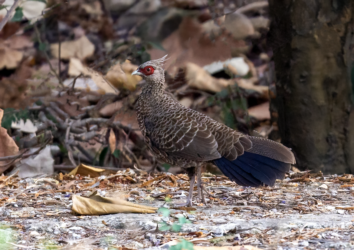 Kalij Pheasant - ML620476391