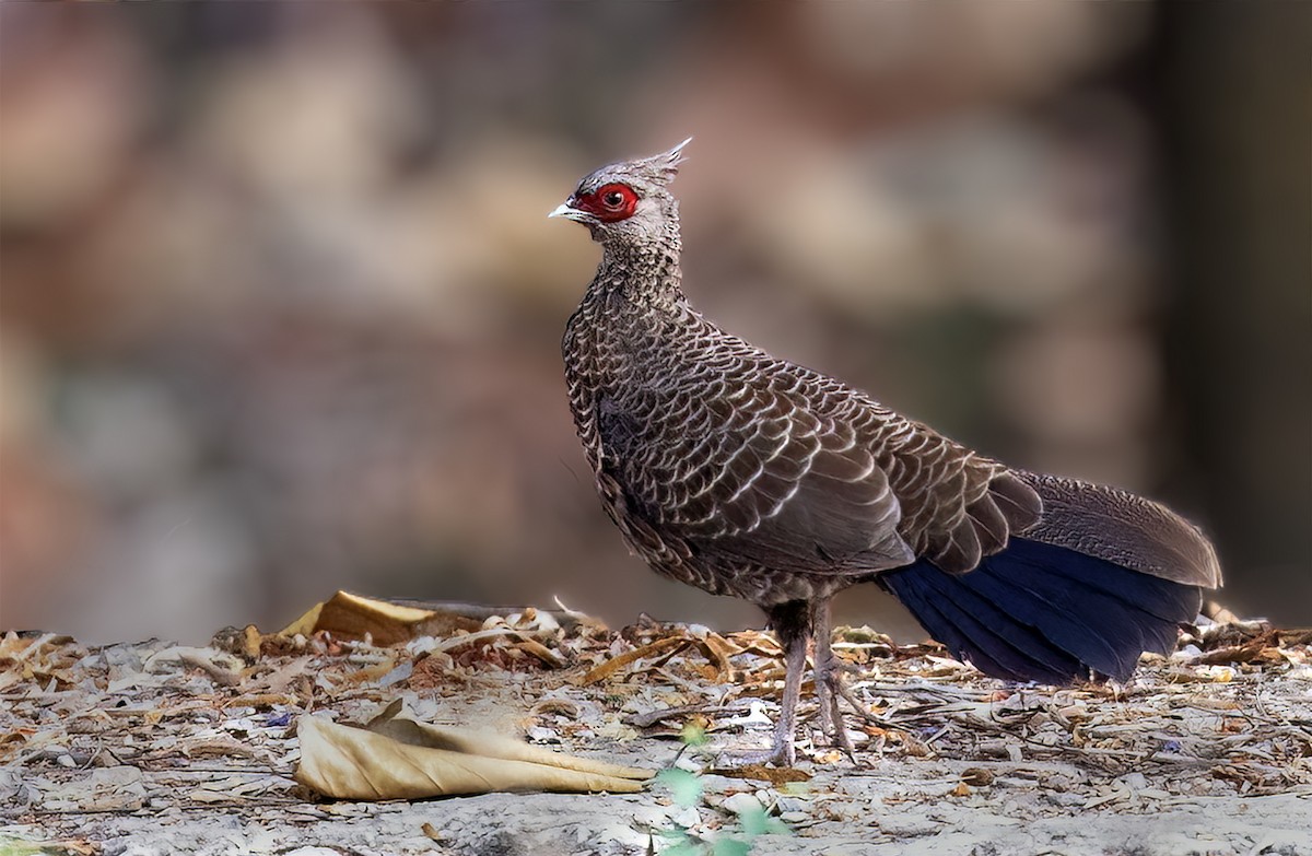 Kalij Pheasant - ML620476392