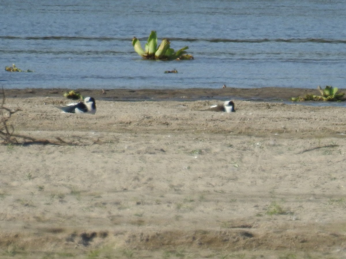 Black-necked Stilt - ML620476393