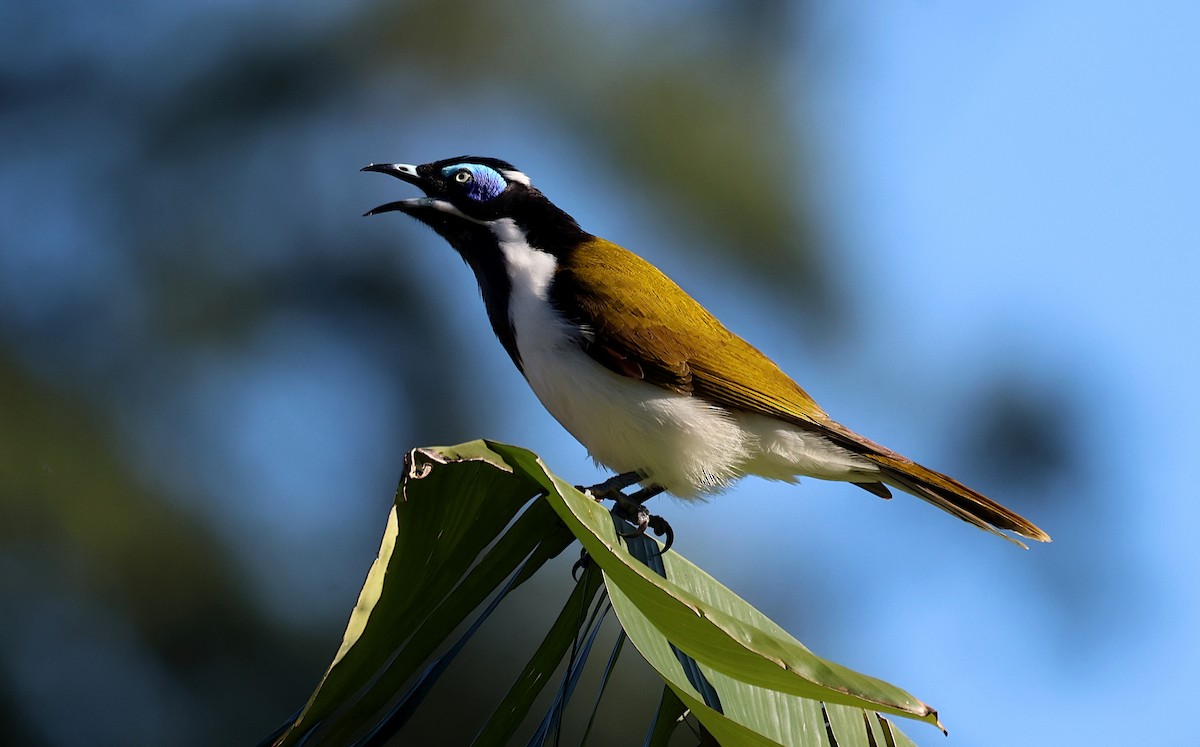 Blue-faced Honeyeater - ML620476398