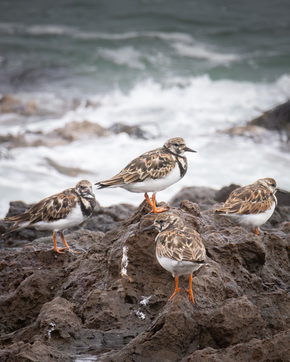 Ruddy Turnstone - ML620476401