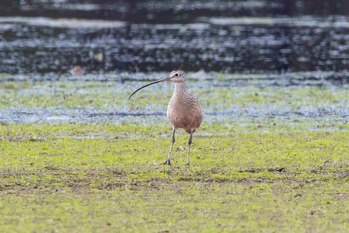 Rostbrachvogel - ML620476405