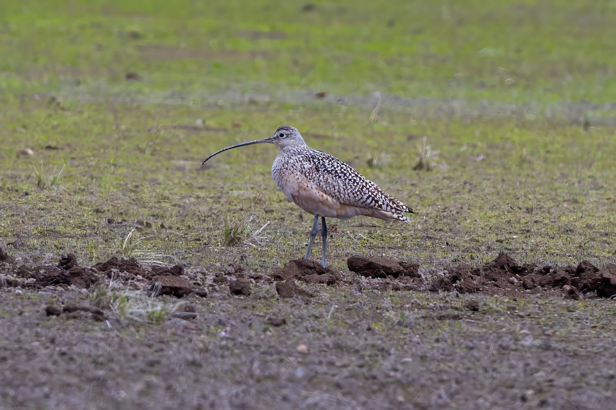 Long-billed Curlew - ML620476407