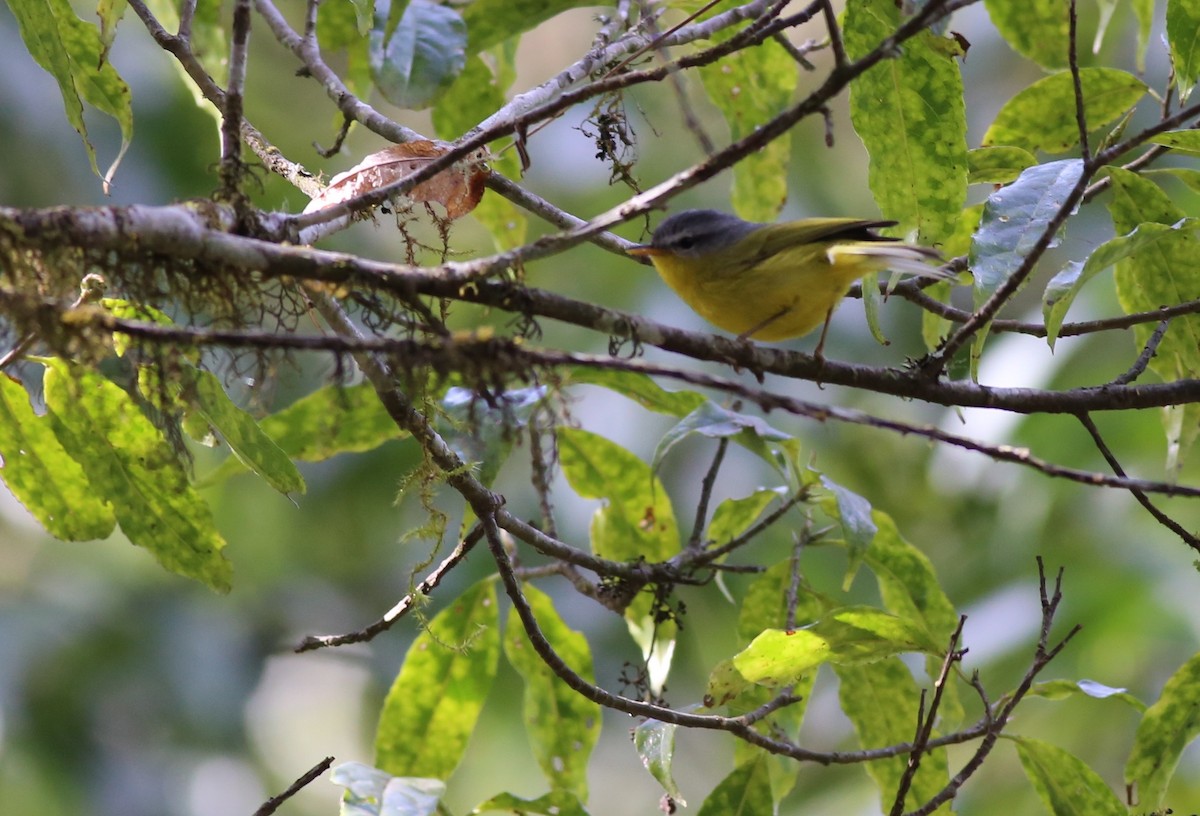 Gray-hooded Warbler - Peter Hosner