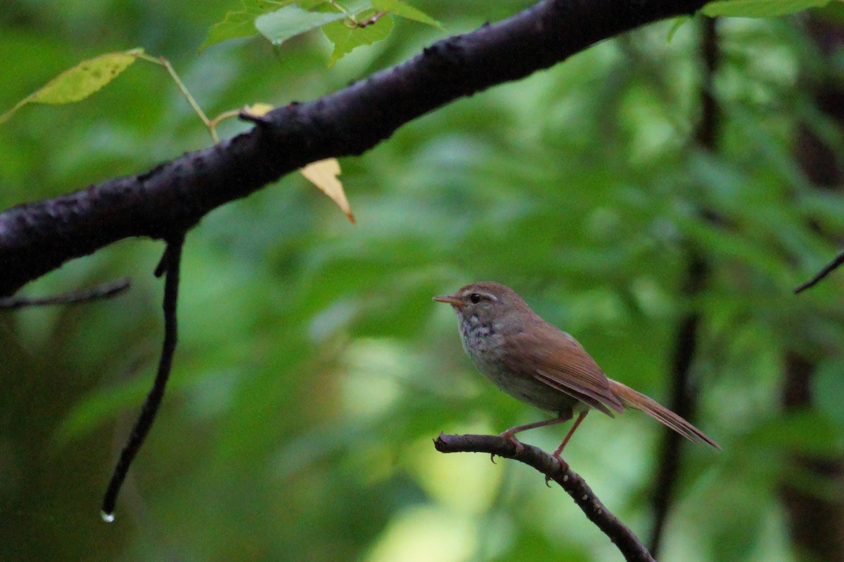 Japanese Bush Warbler - ML620476410