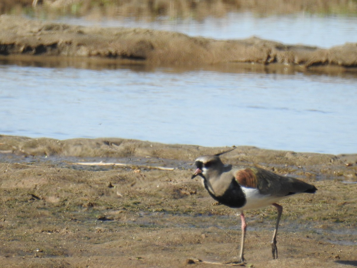 Southern Lapwing - Daniel Lescano