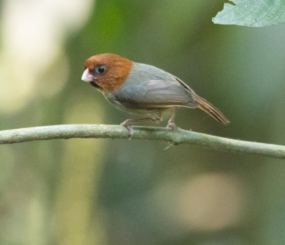 Short-tailed Parrotbill - ML620476426