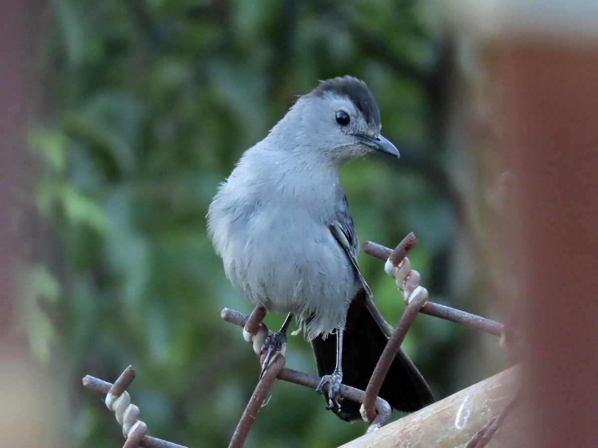 Pájaro Gato Gris - ML620476435