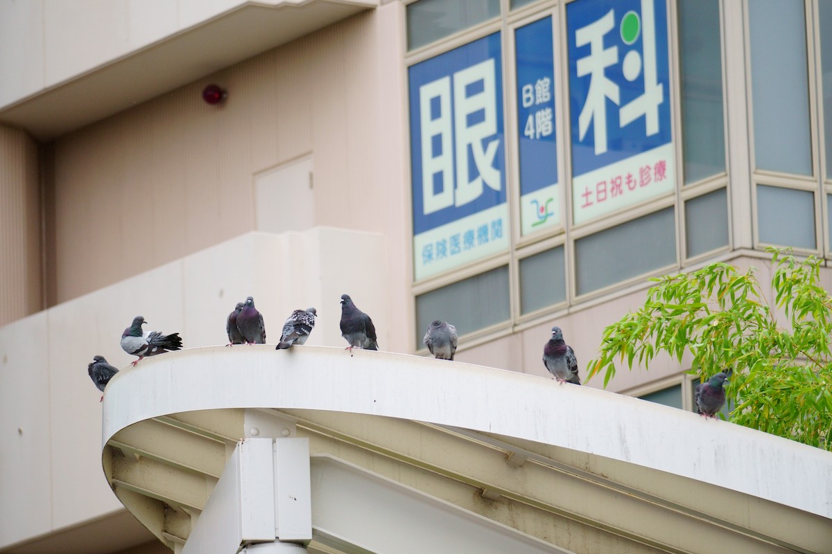 Rock Pigeon (Feral Pigeon) - ML620476436