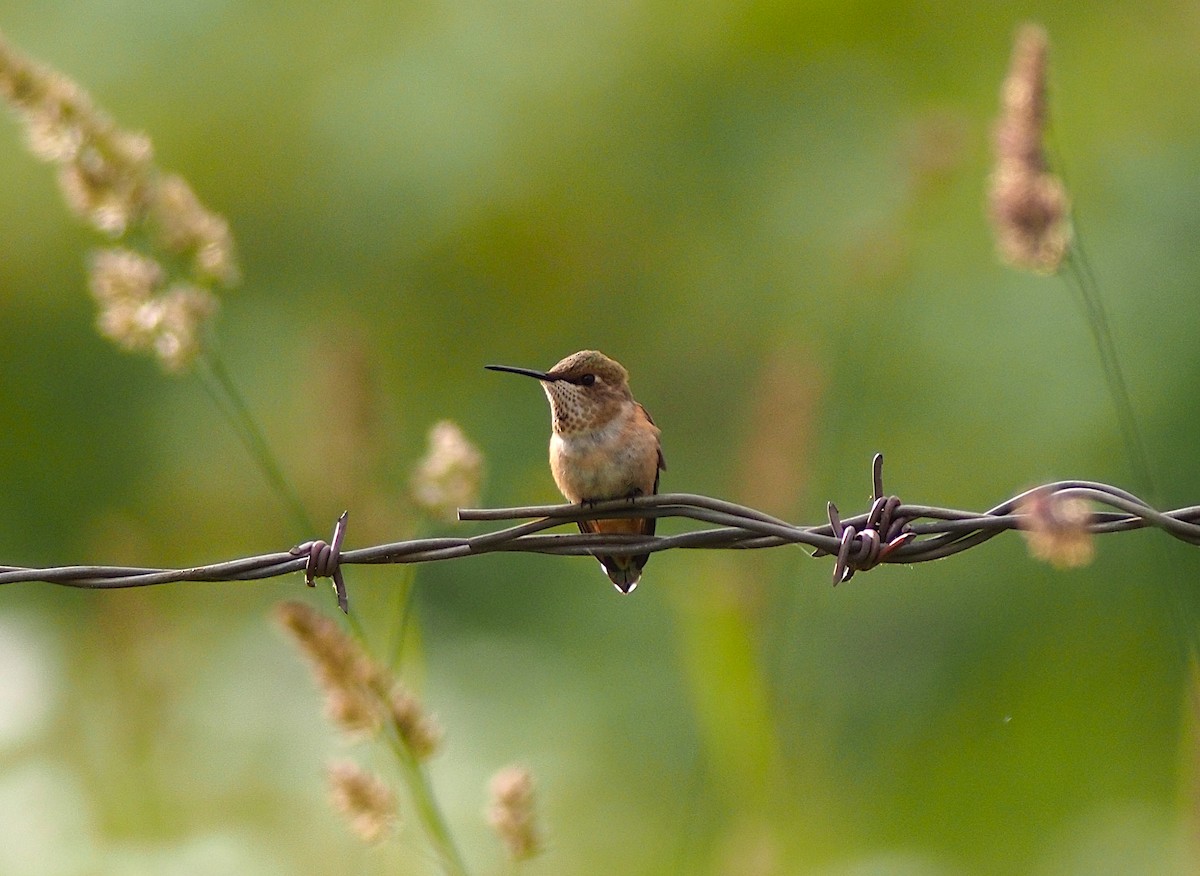 Rufous Hummingbird - ML620476439