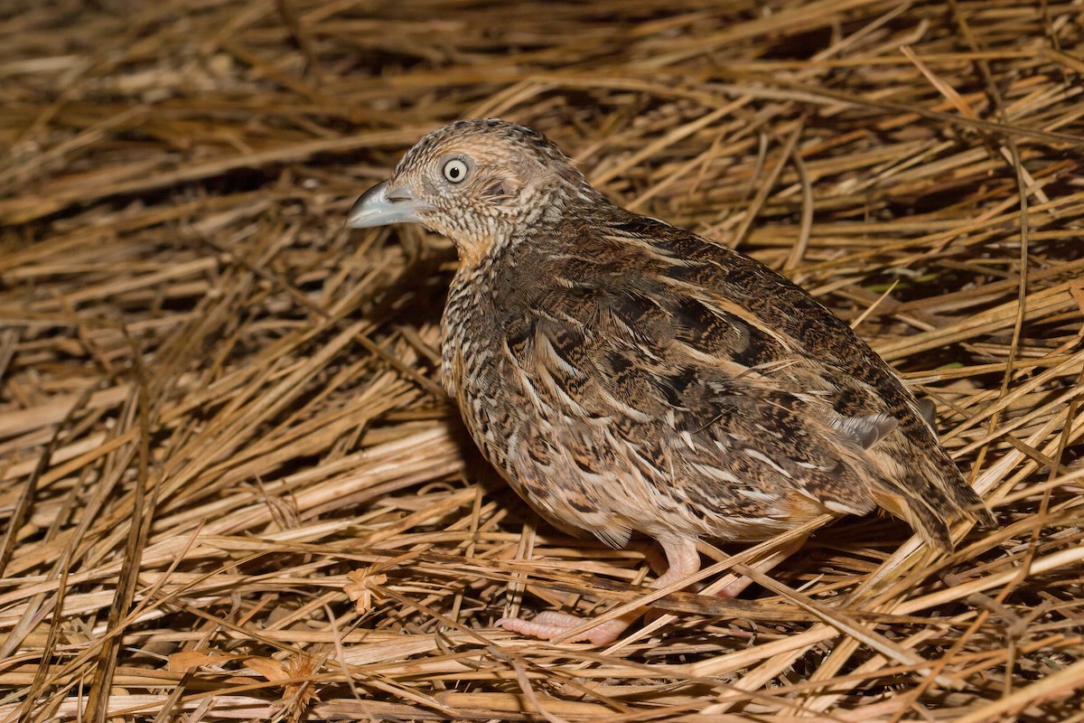 Red-chested Buttonquail - ML620476445