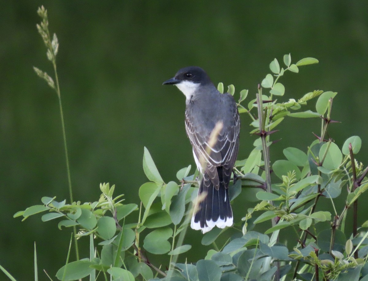 Eastern Kingbird - karen pinckard