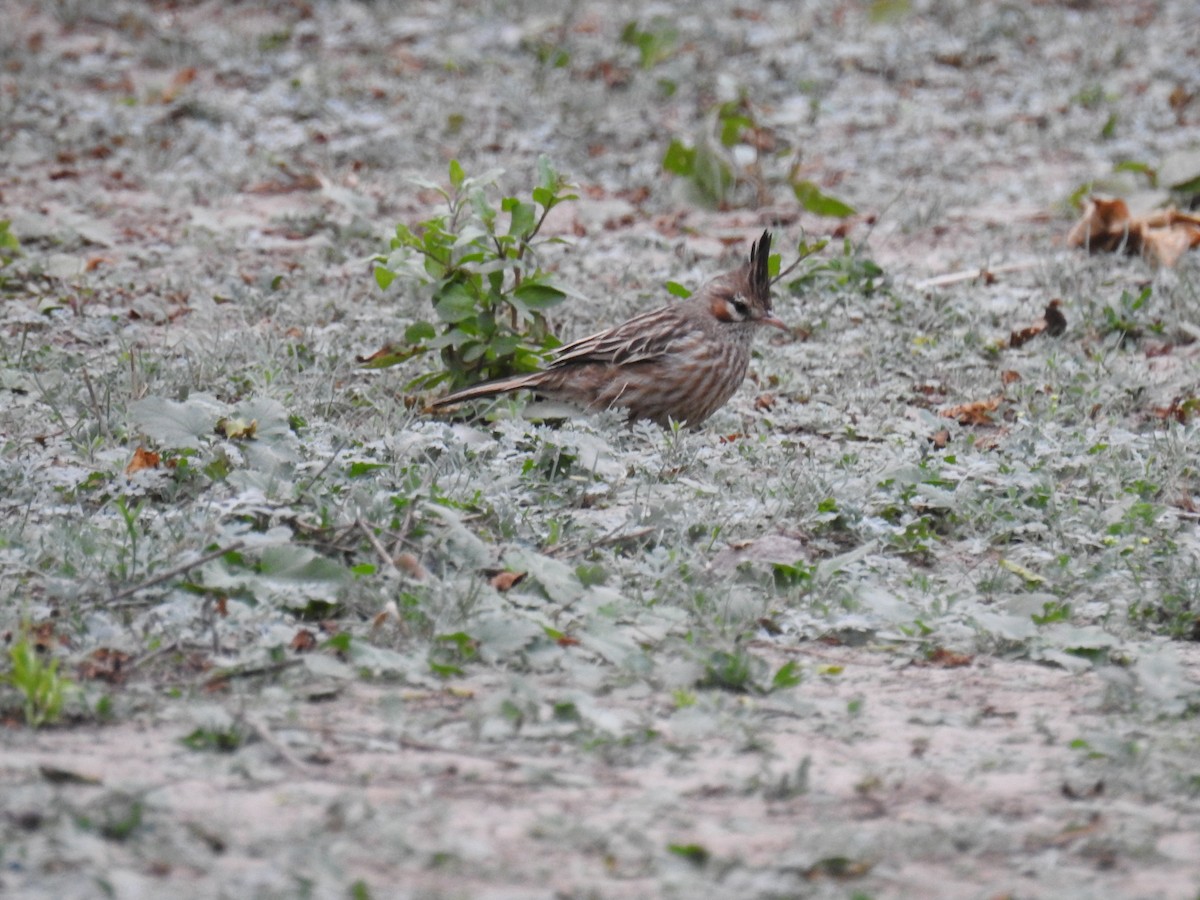 Chacobuschläufer - ML620476448