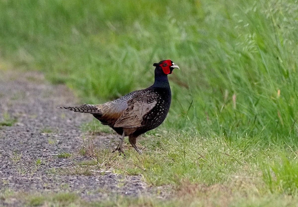 Ring-necked Pheasant - ML620476449