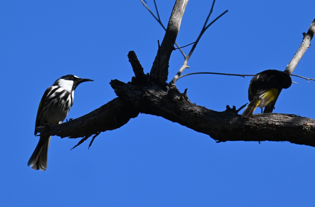 White-cheeked Honeyeater - ML620476451