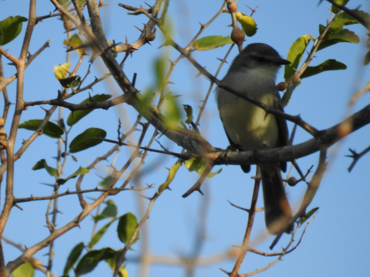 Straneck's Tyrannulet - ML620476452