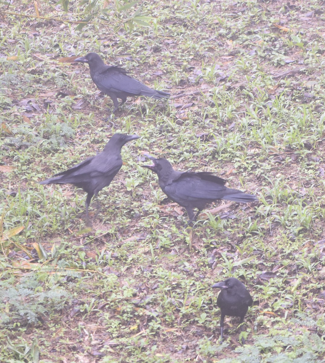 Large-billed Crow - ML620476453