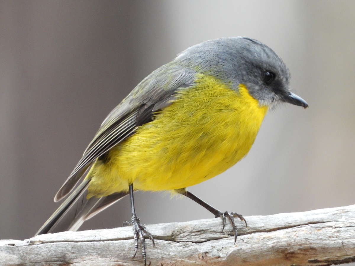 Eastern Yellow Robin - ML620476458