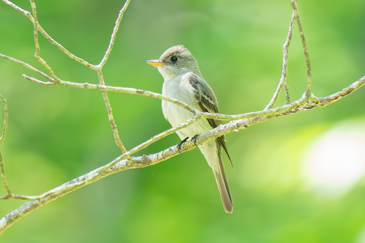 Eastern Wood-Pewee - ML620476463