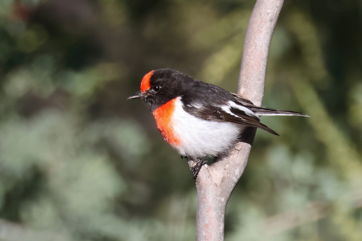 Red-capped Robin - ML620476467
