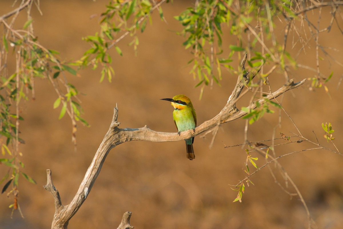Rainbow Bee-eater - ML620476471