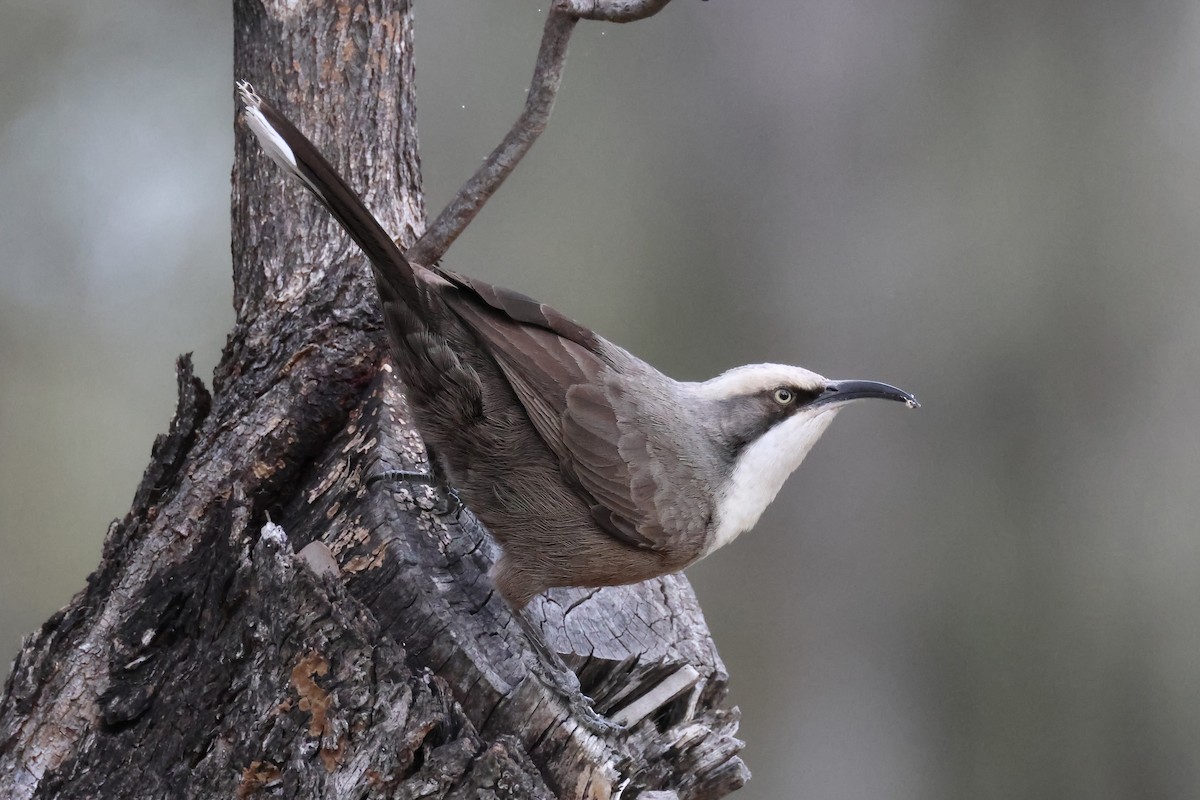 Gray-crowned Babbler - ML620476477