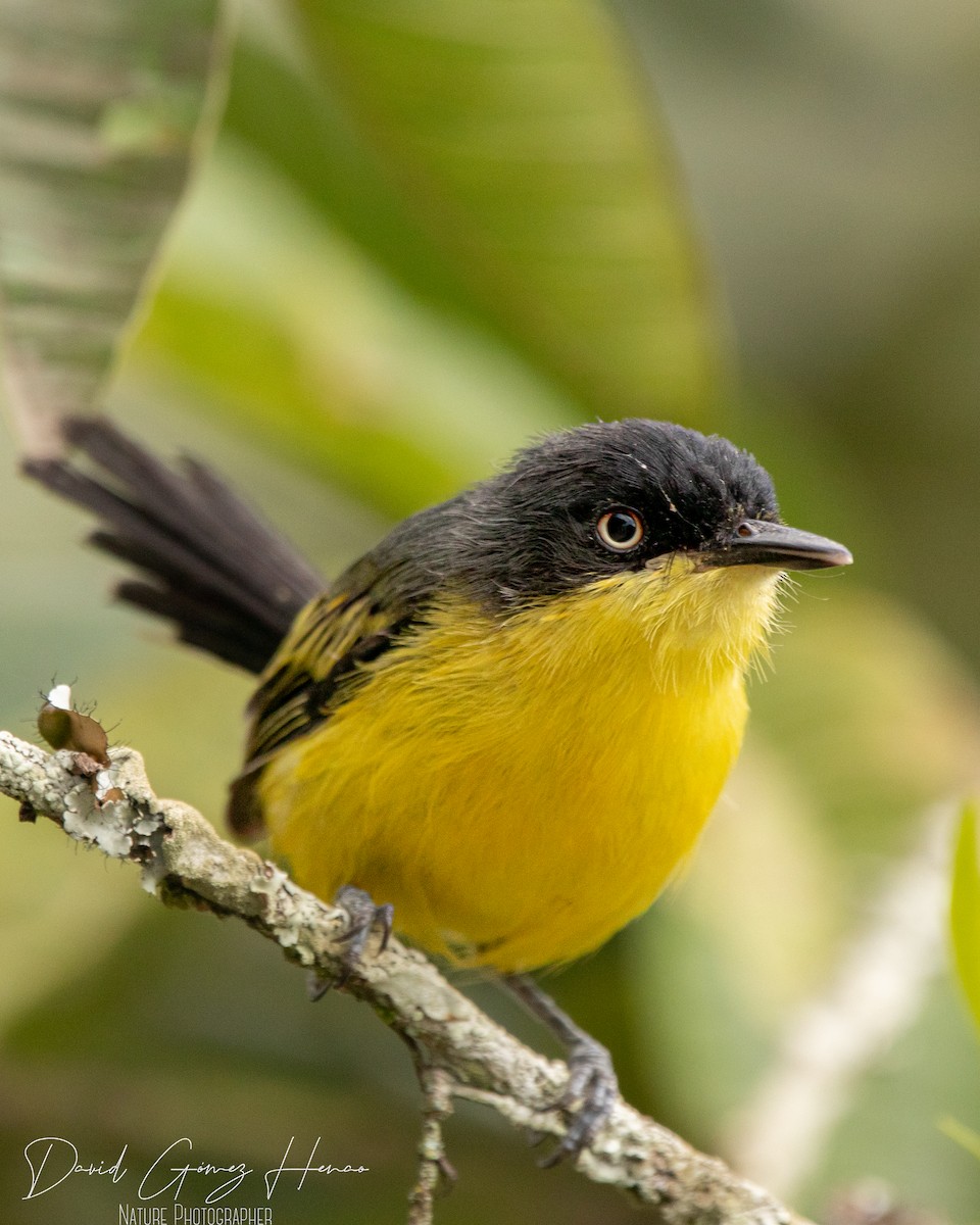 Common Tody-Flycatcher - ML620476478