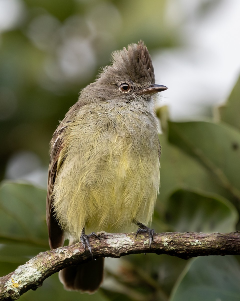 Yellow-bellied Elaenia - ML620476482