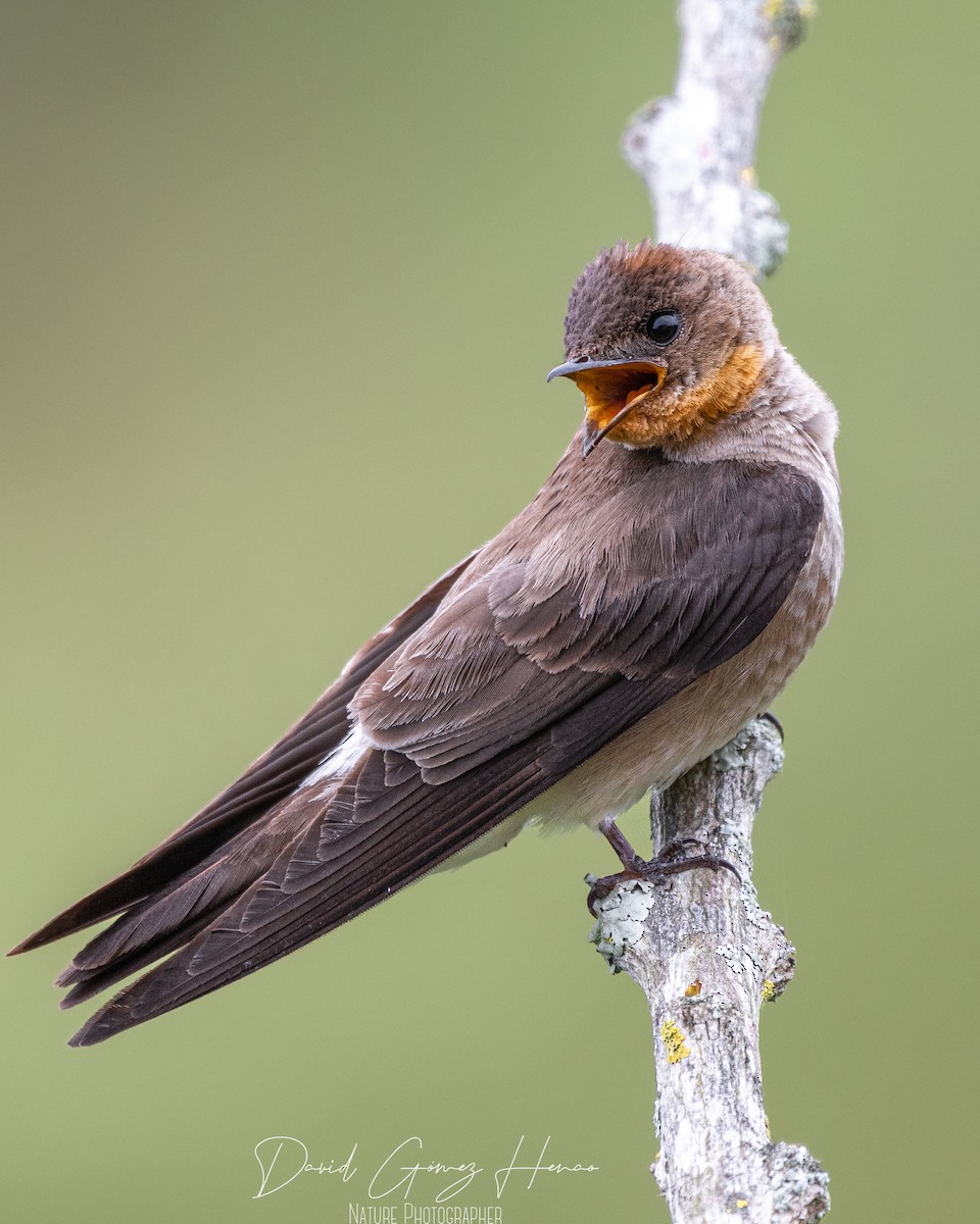 Southern Rough-winged Swallow - ML620476487