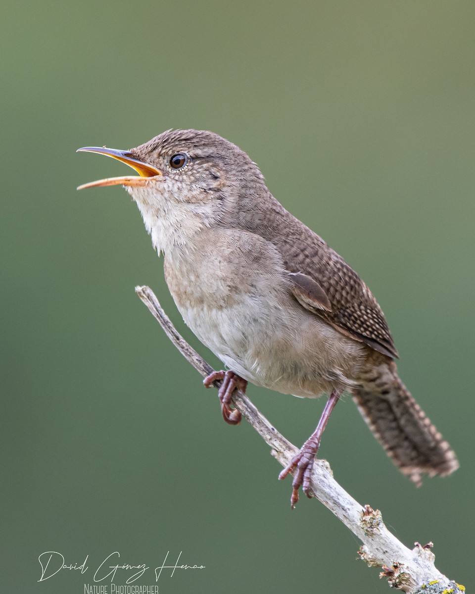 House Wren - ML620476491