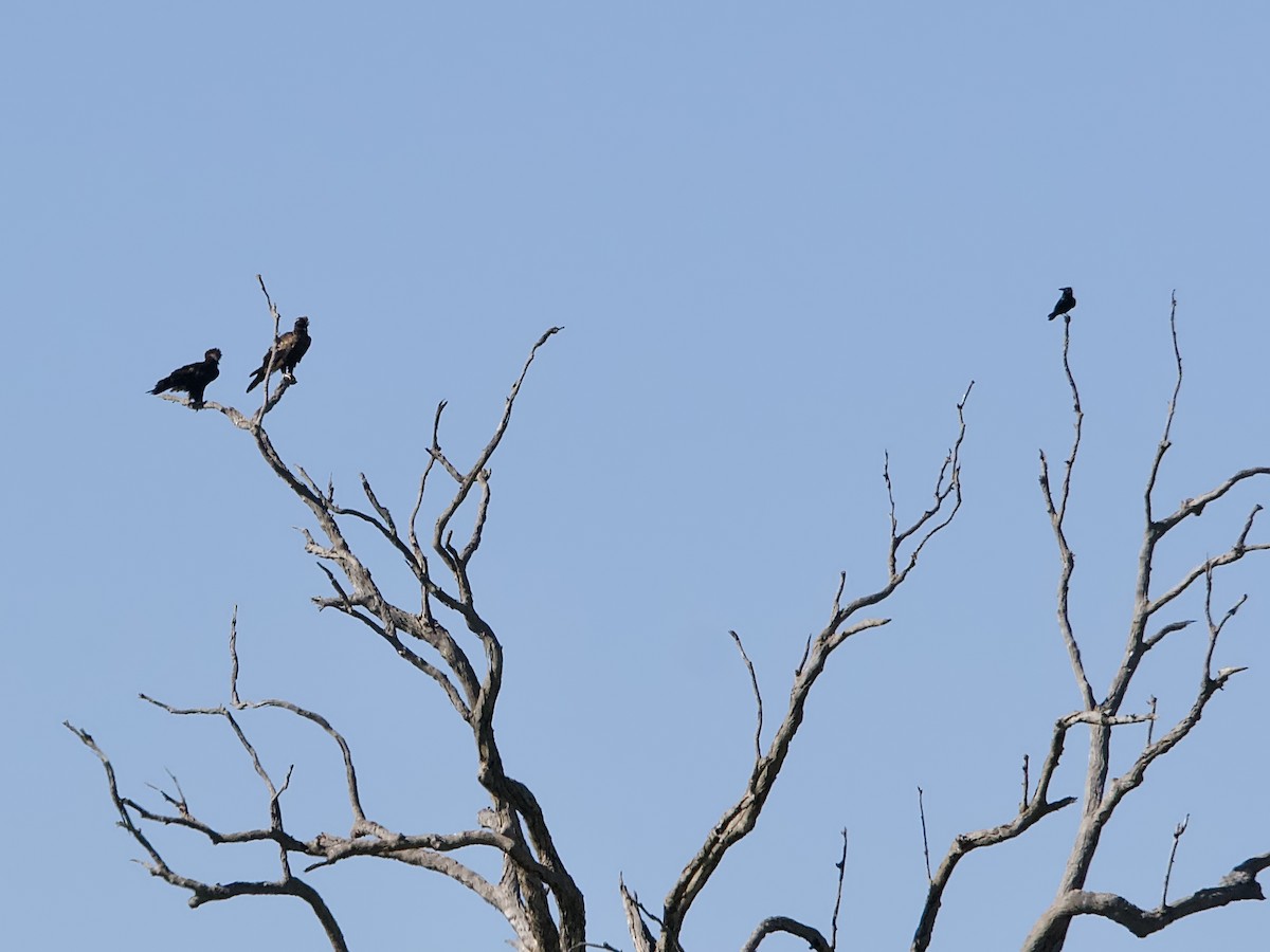 Wedge-tailed Eagle - ML620476492