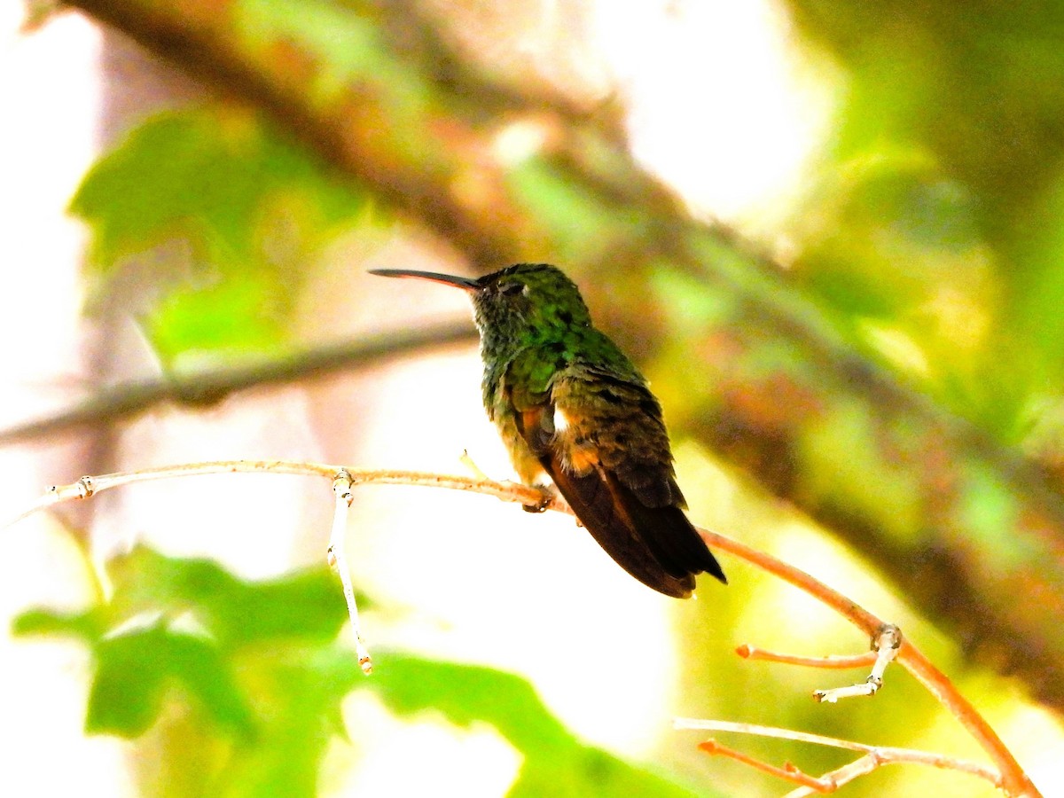 kolibřík mexický - ML620476494