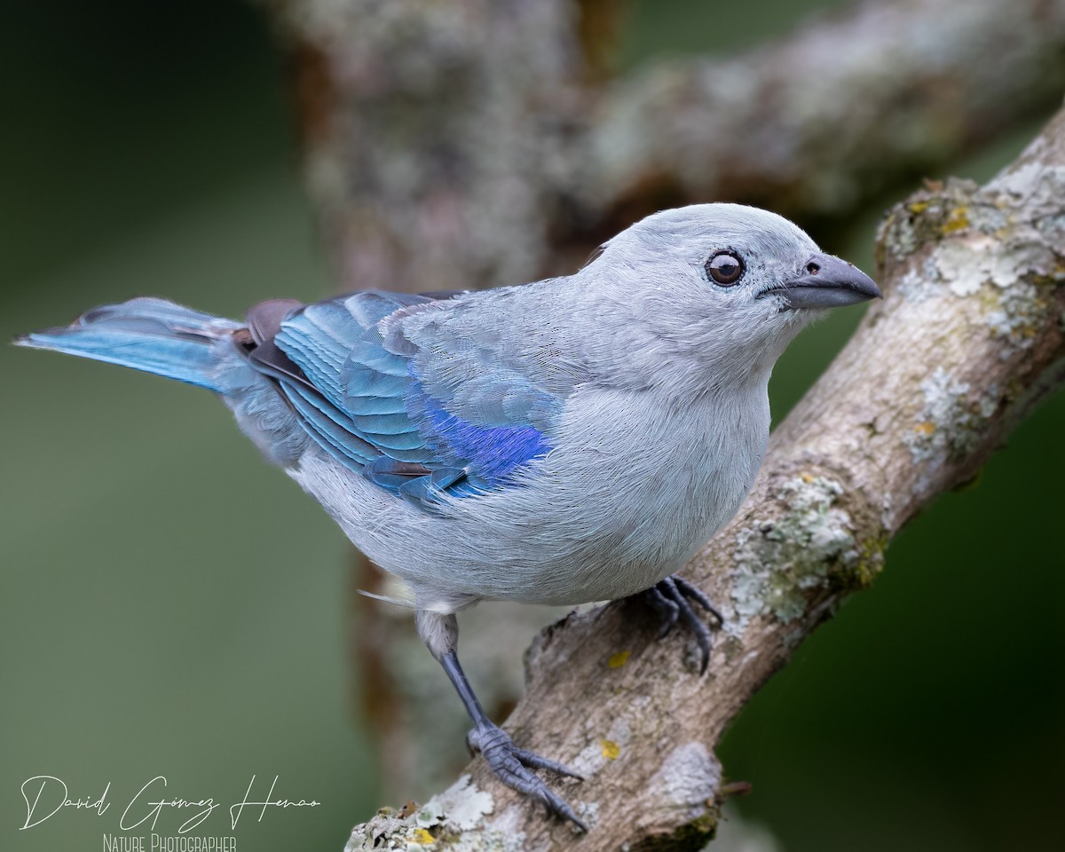 Blue-gray Tanager - ML620476501