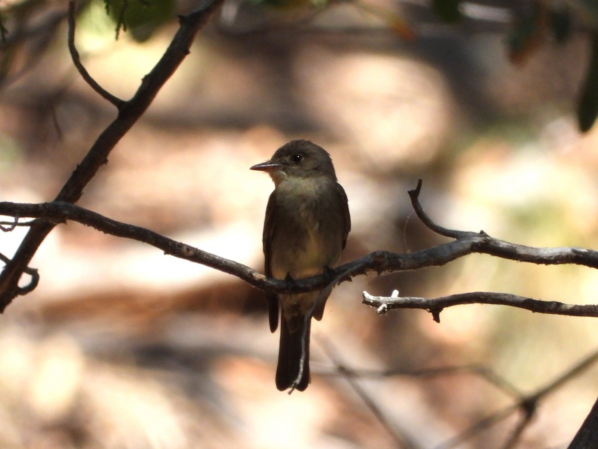 Western Wood-Pewee - ML620476504