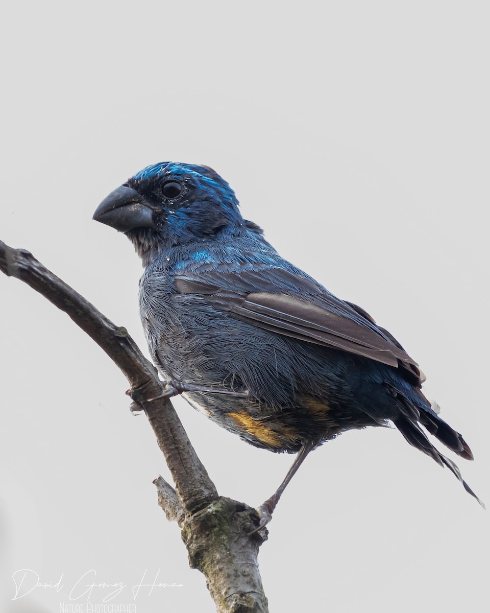 Ultramarine Grosbeak - ML620476505