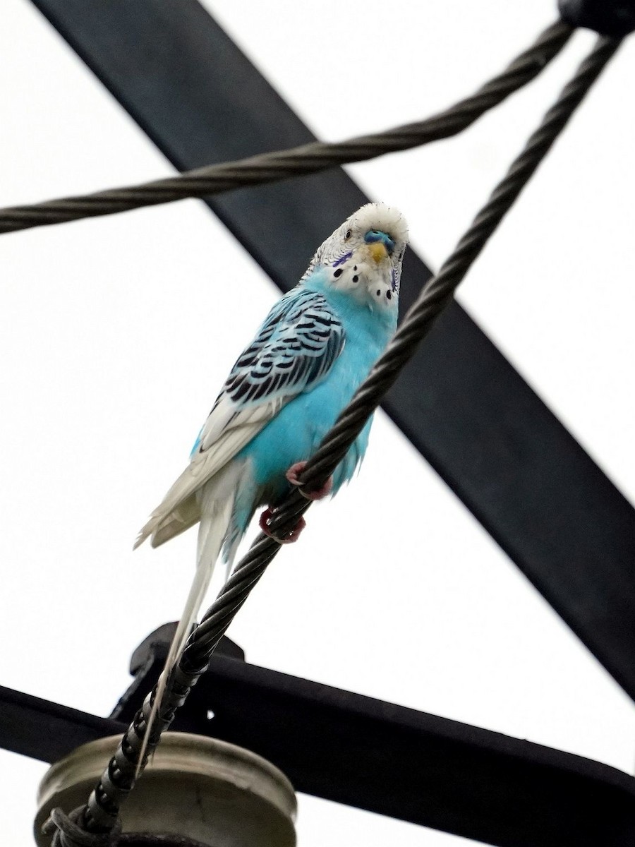 Budgerigar (Domestic type) - ML620476511