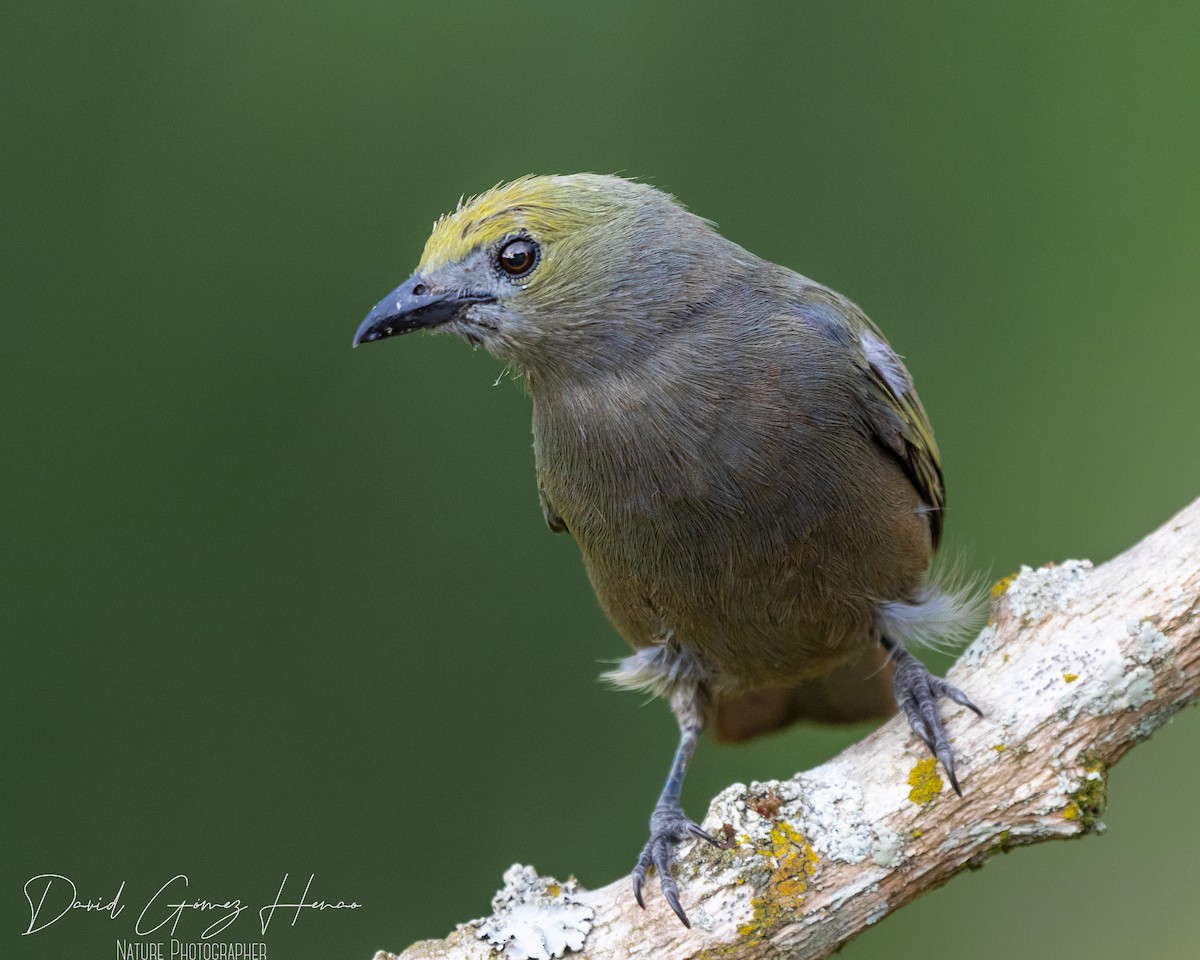 Palm Tanager - ML620476512