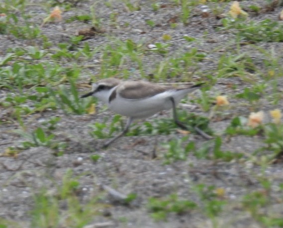 Kentish Plover - ML620476514